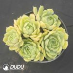Echeveria Onslow Clustering
