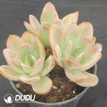 Echeveria Breland 3 Heads Clustering