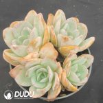 Echeveria Breland 4 Heads Clustering