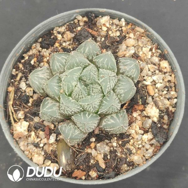 oplus_32 Haworthia hybrid Mirrorbal - Image 1