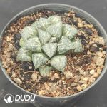 Haworthia splendens Yukigeshiki
