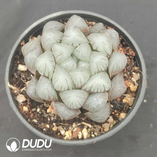 oplus_32 Haworthia Ice Lantern - Image 1