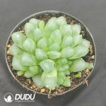Haworthia Emperor Jade Dew