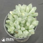 Haworthia cooperi cv. variegated Clustering