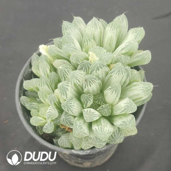 oplus_32 Haworthia cooperi cv. variegated Clustering - Image 1