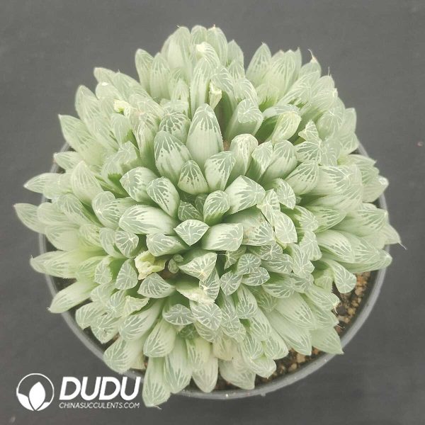 oplus_32 Haworthia cooperi cv. variegated Clustering - Image 1