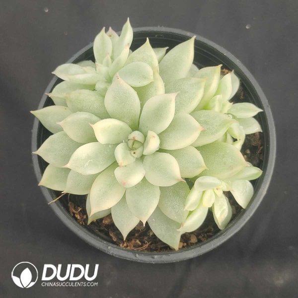 oplus_32 Echeveria Mebina variegated clustering - Image 1