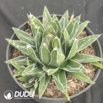 Agave victoriae-reginae
