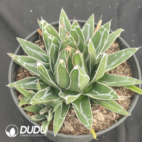 oplus_32 Agave victoriae-reginae - Image 1
