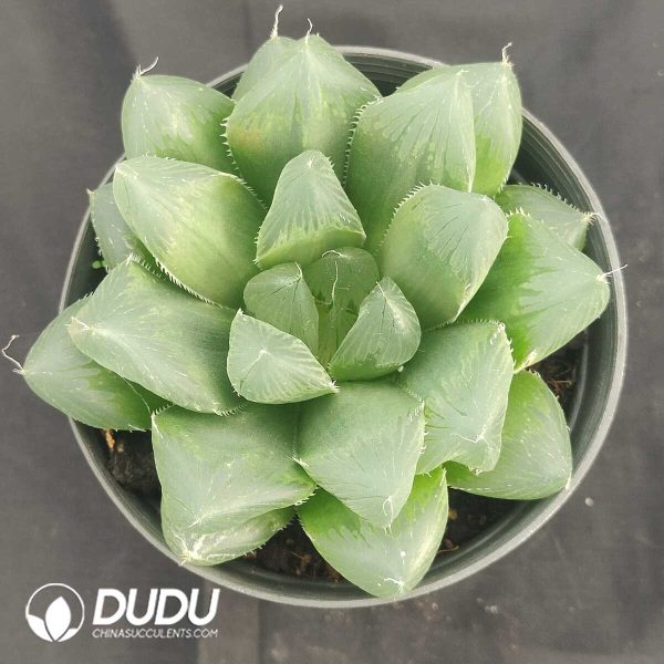 oplus_32 Haworthia cooperi Devil - Image 1