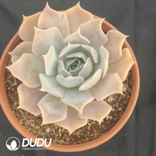 Echeveria desert camel - Image 1