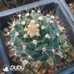 Obregonia Denegrii(Grafted)