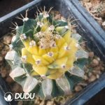 Obregonia Denegrii Variegated(Grafted)