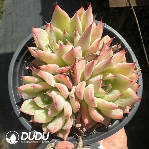 Echeveria Red Oriole - Image 1