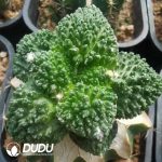 Ariocarpus fissuratus cv Godzilla(Grafted)