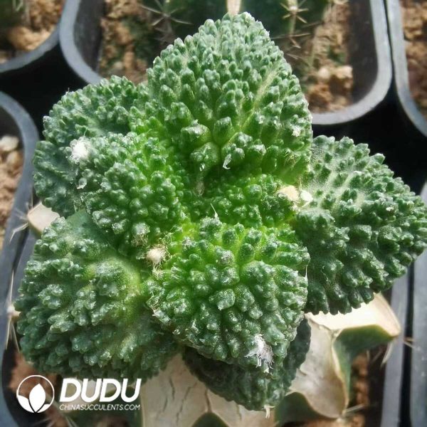 e201-770.jpg Ariocarpus fissuratus cv Godzilla(Grafted) - Image 1