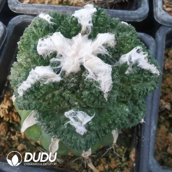 e201-771.jpg Ariocarpus fissuratus (Grafted) - Image 1