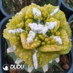 Ariocarpus stenopleurum Variegated (Grafted)