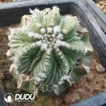 Aztekium ritteri (Grafted)