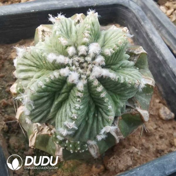 e201-773.jpg Aztekium ritteri (Grafted) - Image 1