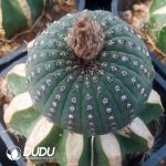 Cactus Frailea asterioides(Grafted)