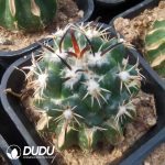 Coryphantha Tripugionacantha (Grafted)