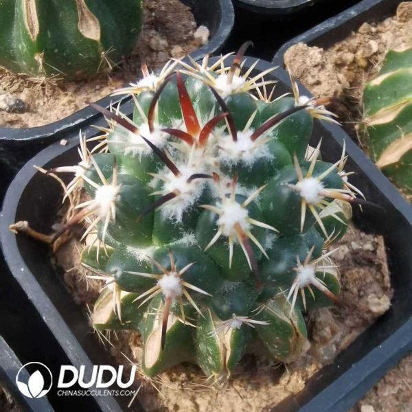 e201-775.jpg Coryphantha Tripugionacantha (Grafted) - Image 1