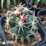 Thelocactus Heterochromus (Grafted)