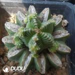 Aztekium Ritteri Five Star (Grafted)