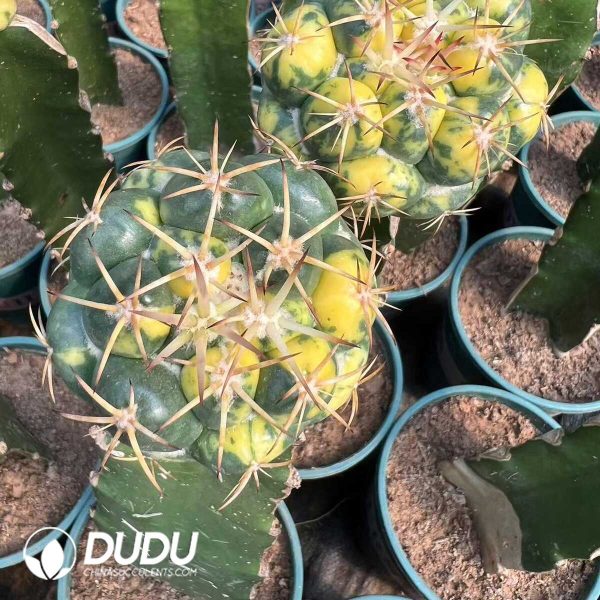 e201-778.jpg Coryphantha elephantidens Variegated( Grafted) - Image 1