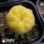 Lophophora Variegated (Grafted)