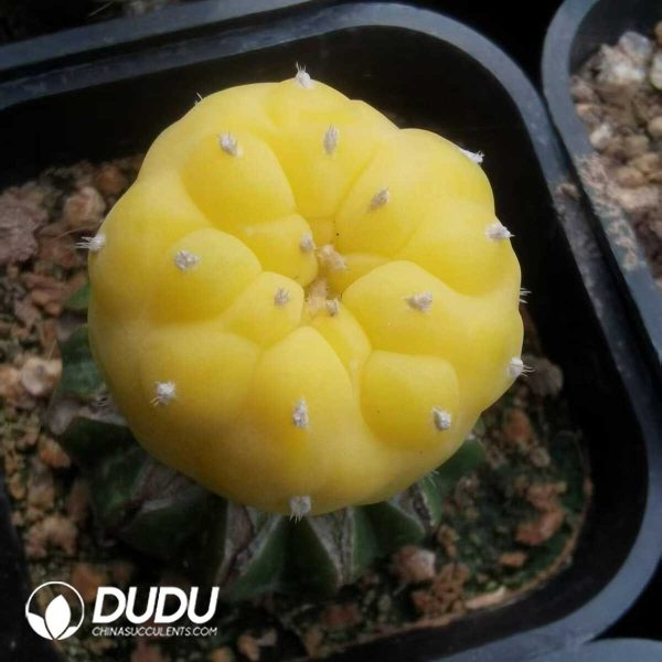 e201-779.jpg Lophophora Variegated (Grafted) - Image 1