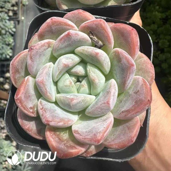 Echeveria Amber - Image 1