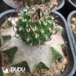 Turbinicarpus schmiedickeanus(Grafted)