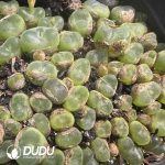 Conophytum phoeniceum