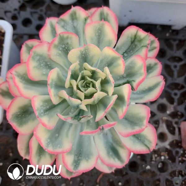 e201-783.jpg Echeveria Toffee Apple Variegated - Image 1