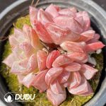 Echeveria Amber Clustering