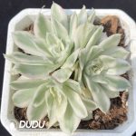 Echeveria Purple Butterfly Variegated Clustering