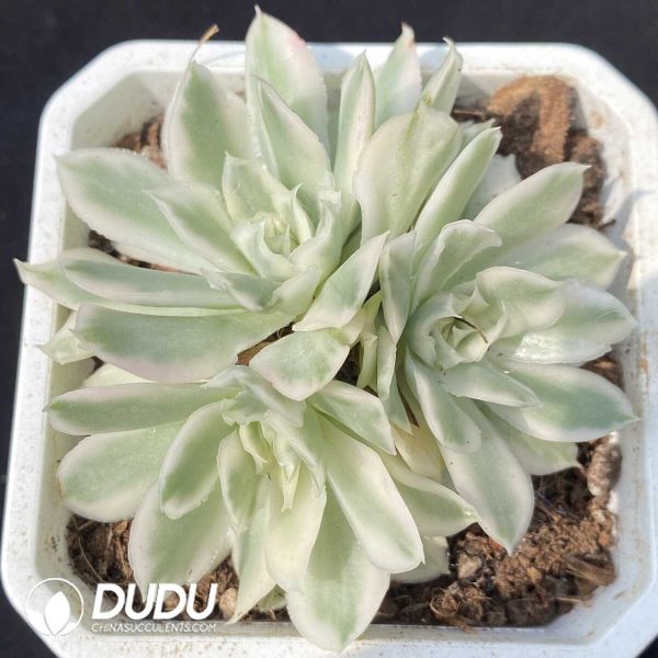 e201-786.jpg Echeveria Purple Butterfly Variegated Clustering - Image 1