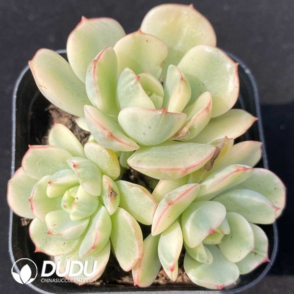 e201-787.jpg Echeveria cv Victor Variegated Clustering - Image 1