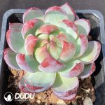 Echeveria Casio