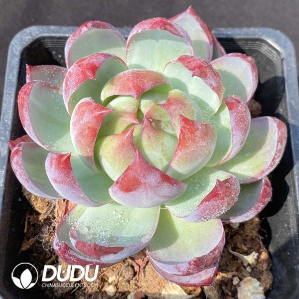 e201-788.jpg Echeveria Casio - Image 1
