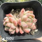 Echeveria Pretty Double Heads