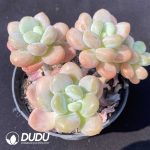 Graptopetalum Sakura Miul 4 Heads Clustering