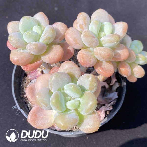 e201-793.jpg Graptopetalum Sakura Miul 4 Heads Clustering - Image 1