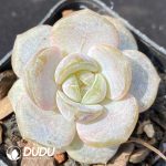 Echeveria Purple Mirror