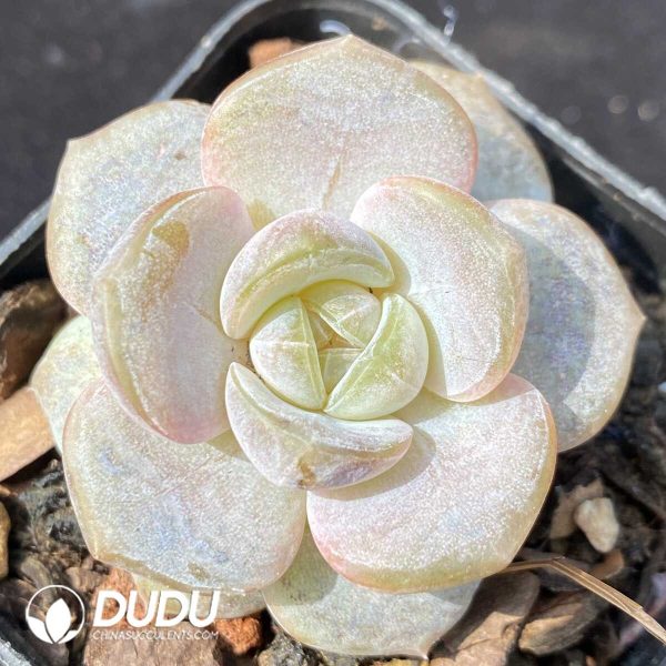 e201-794.jpg Echeveria Purple Mirror - Image 1