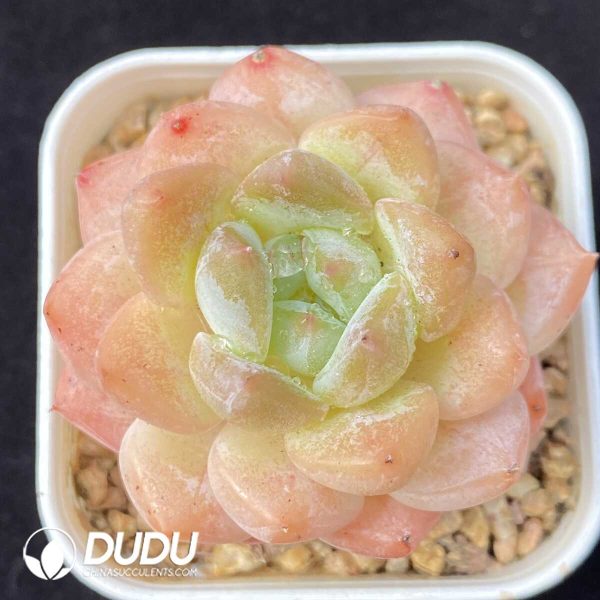 e201-795.jpg Echeveria Fond Dream - Image 1