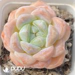 Echeveria Deep Dream