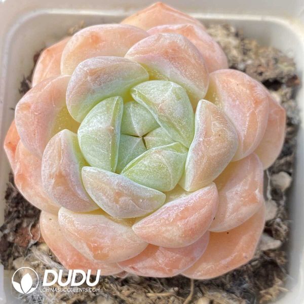 e201-796.jpg Echeveria Deep Dream - Image 1